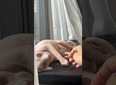 窓際で甘える猫アレクサンドラ【スフィンクス】