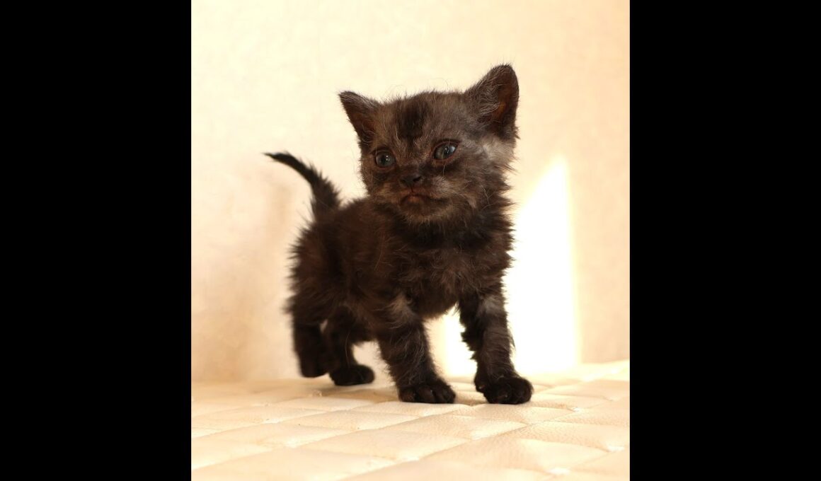 セルカークレックス子猫　Selkirk Rex　2025.12.4産まれ　シルバータビー　巻き毛　男の子　シーダキャット猫のお店