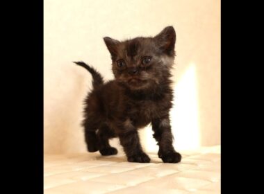 セルカークレックス子猫　Selkirk Rex　2025.12.4産まれ　シルバータビー　巻き毛　男の子　シーダキャット猫のお店