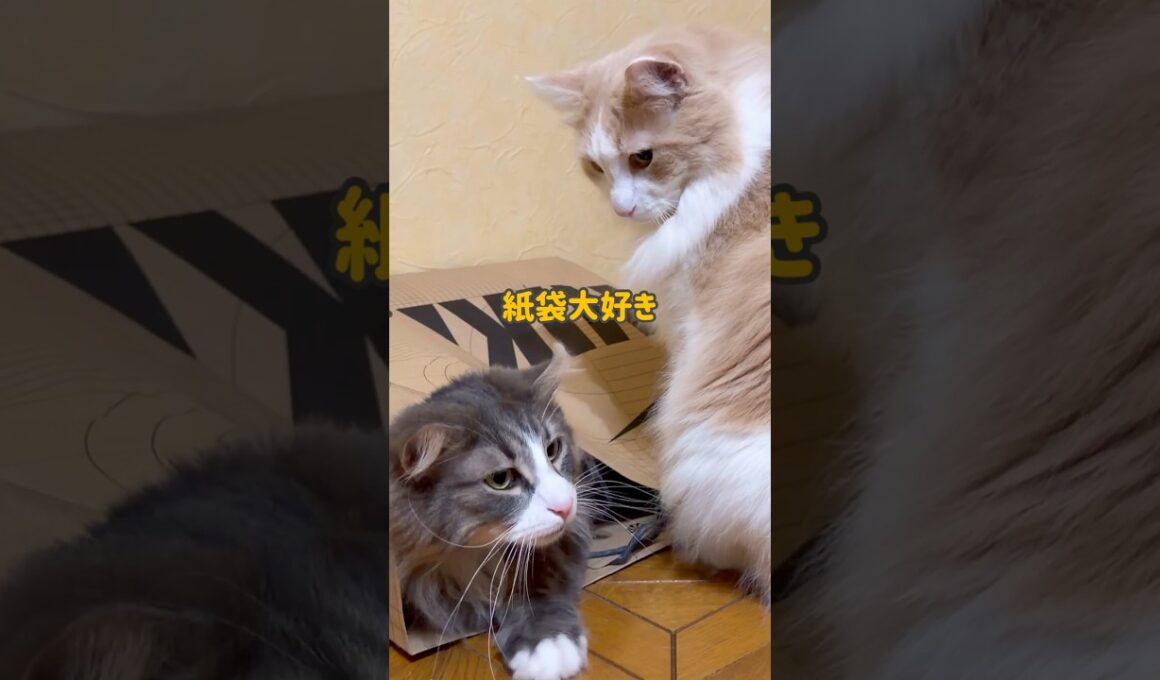 紙袋大好きw #ノルウェージャンフォレストキャット #ターキッシュアンゴラ #cat #ねこ #shorts