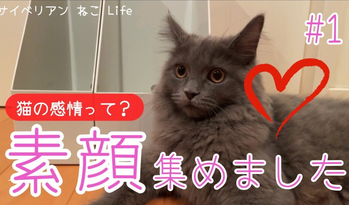 【サイベリアン】いろんな表情をみせるねこ