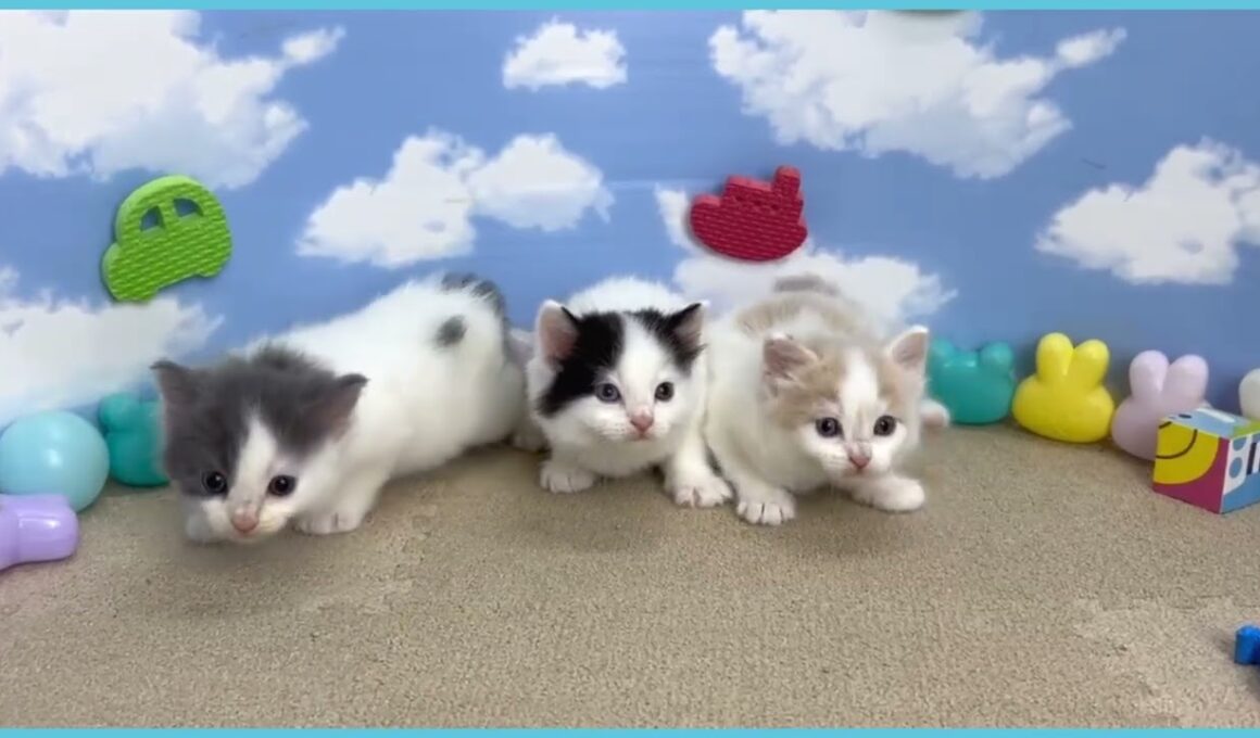 744717 ラガマフィン