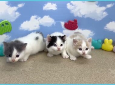 744717 ラガマフィン