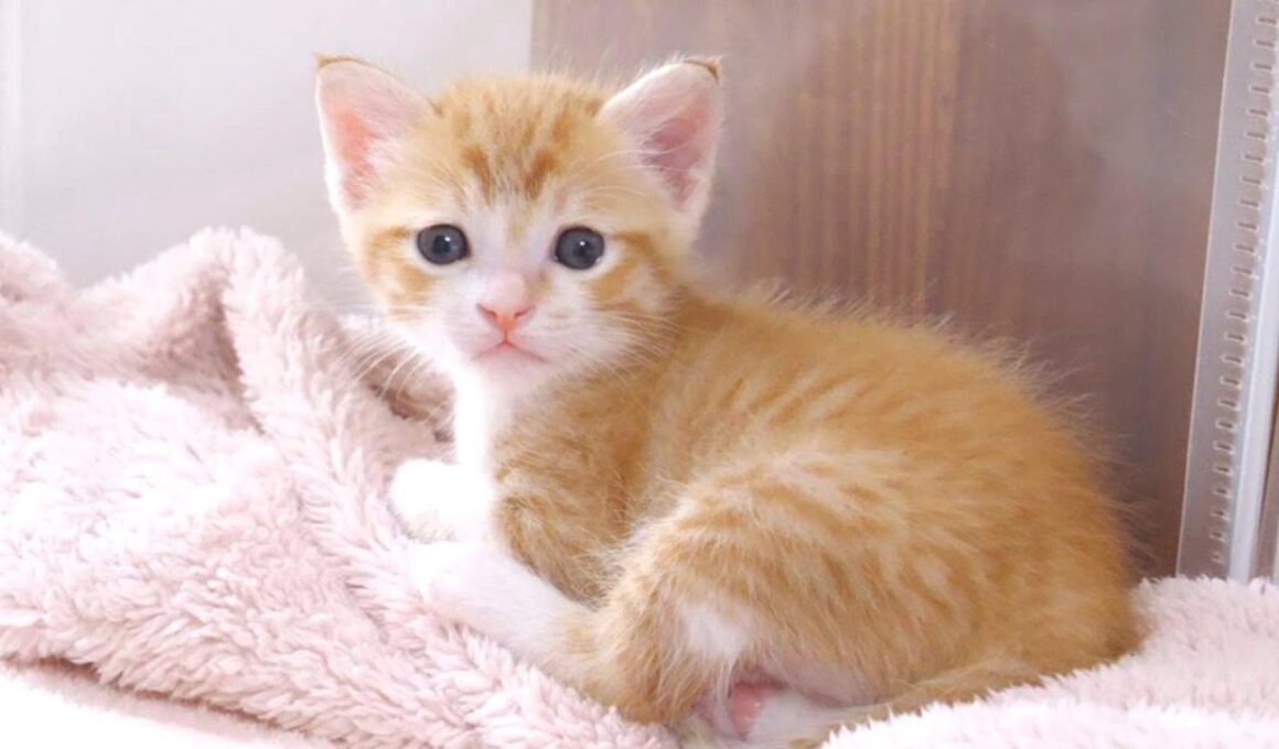 おてんば子猫が大声でミルクのおねだりをしてきました【赤ちゃん猫　保護猫】