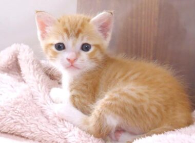 おてんば子猫が大声でミルクのおねだりをしてきました【赤ちゃん猫　保護猫】