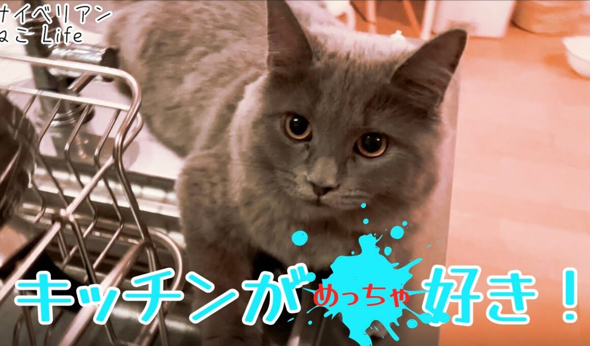 【サイベリアン】いつもは怒られるねこ