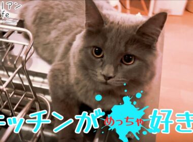 【サイベリアン】いつもは怒られるねこ