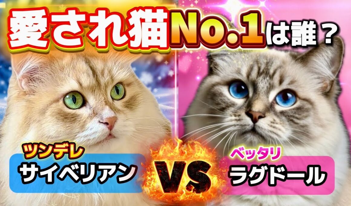 【徹底比較】愛され猫No.1は？ラグドール／サイベリアンの魅力を解説
