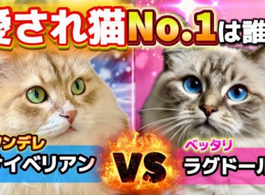 【徹底比較】愛され猫No.1は？ラグドール／サイベリアンの魅力を解説