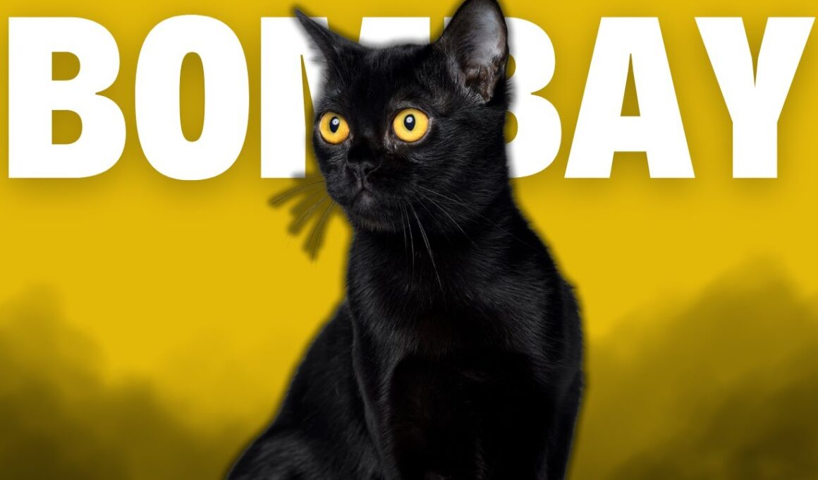 Bombay Cats 101: All About the Mini Panther Cat Breed!