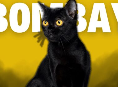 Bombay Cats 101: All About the Mini Panther Cat Breed!