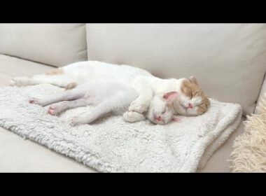 保護した子猫が先輩猫に懐きすぎてついにこうなっちゃってました…