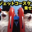 猫をジェットコースターに乗せるとこうなります