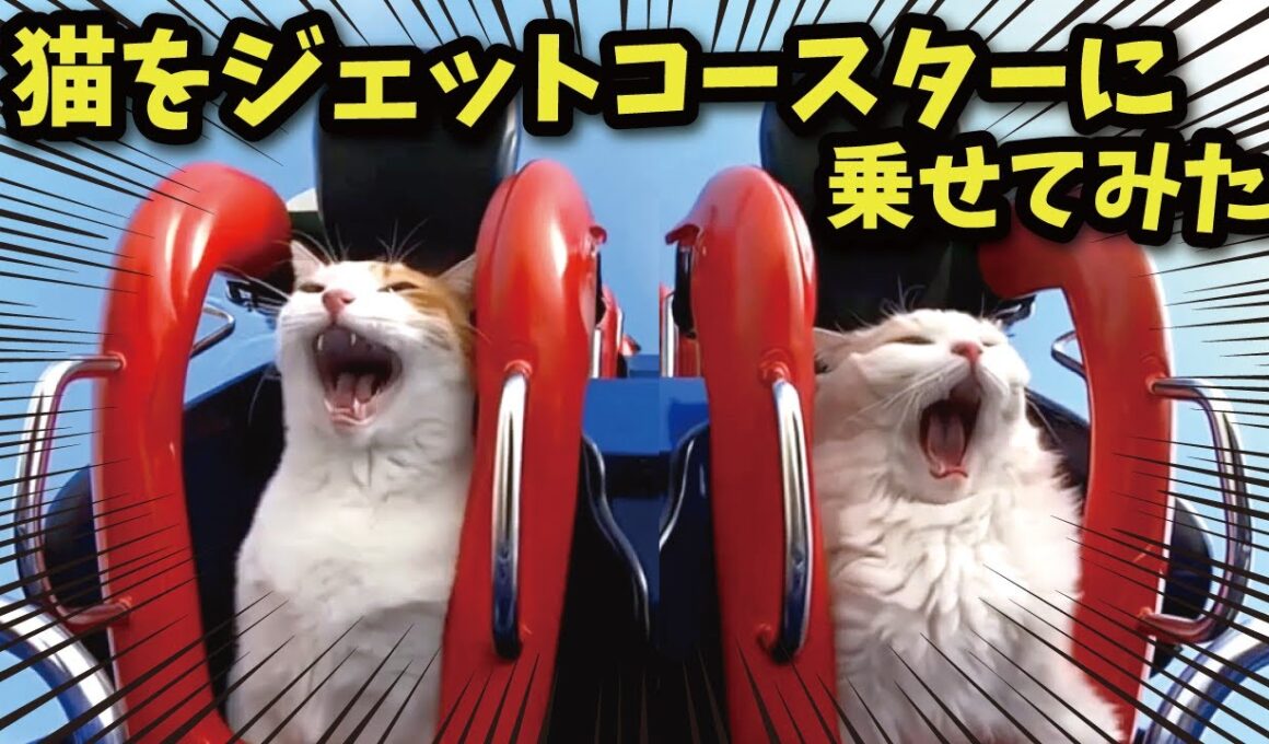 猫をジェットコースターに乗せるとこうなります