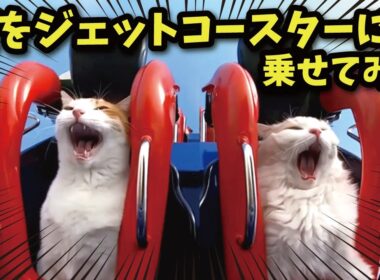 猫をジェットコースターに乗せるとこうなります