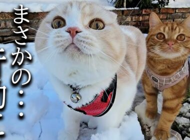 生まれて初めて雪の中を散歩した子猫がとんでもないことに…
