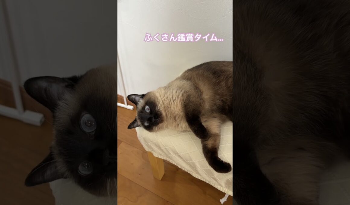 【2026.01.12】今日のシャム猫のふくさん【たぬき猫】 #shorts