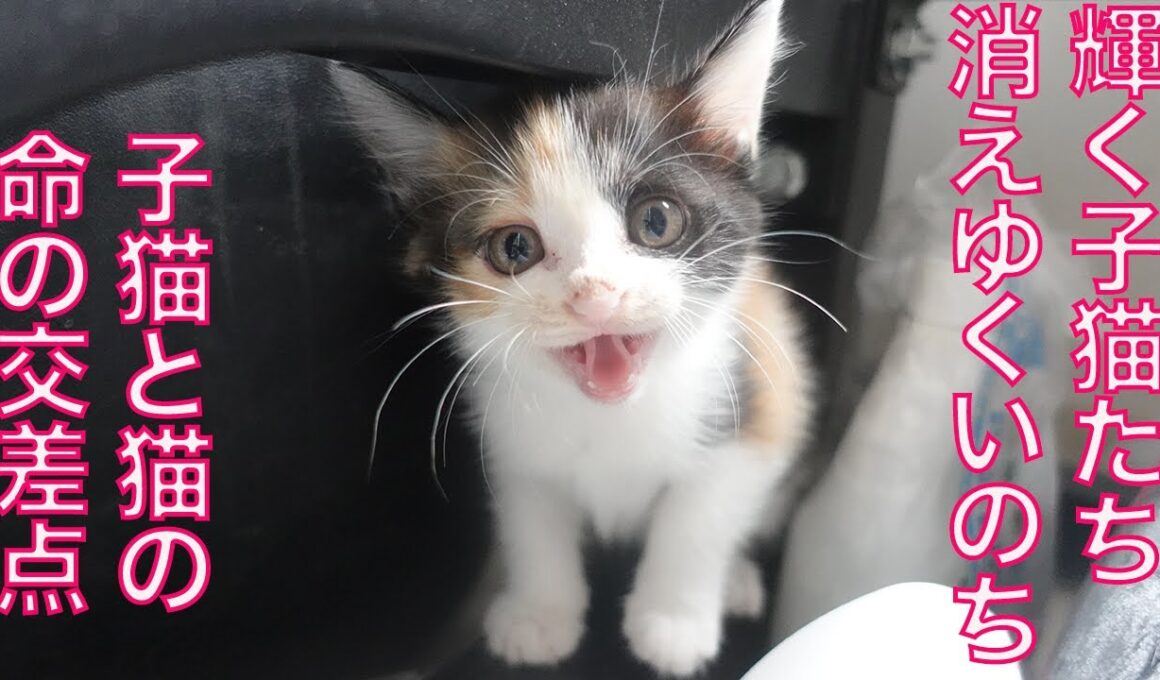 輝きの子猫と消えゆく光、交差するいのちたち Crossroads of Cats