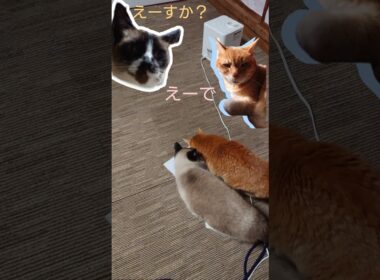 シェアをもちかけるシャム猫さん#猫 #ねこ #cat #Shorts