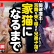 【感動】苦難を乗り越えた子猫がしあわせな家猫になるまで【まとめ】