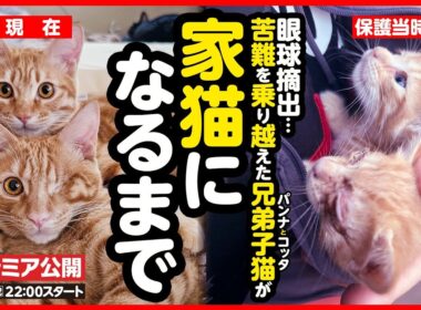 【感動】苦難を乗り越えた子猫がしあわせな家猫になるまで【まとめ】