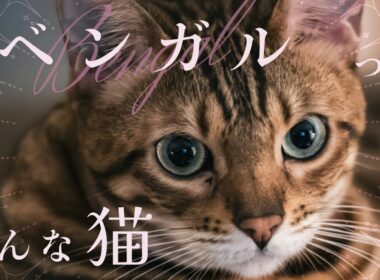 【ベンガルについて】ペットリフォームのセラフ榎本