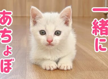 ゴミ捨て場に捨てられてた子猫､甘えん坊すぎて家族全員メロメロ💕