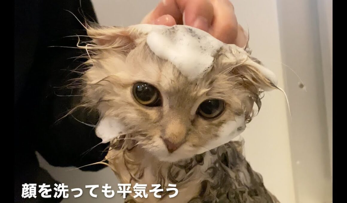 子猫のはじめてのお風呂【スコティッシュフォールド】