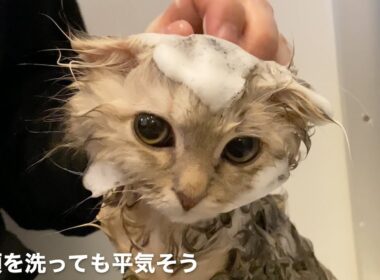 子猫のはじめてのお風呂【スコティッシュフォールド】