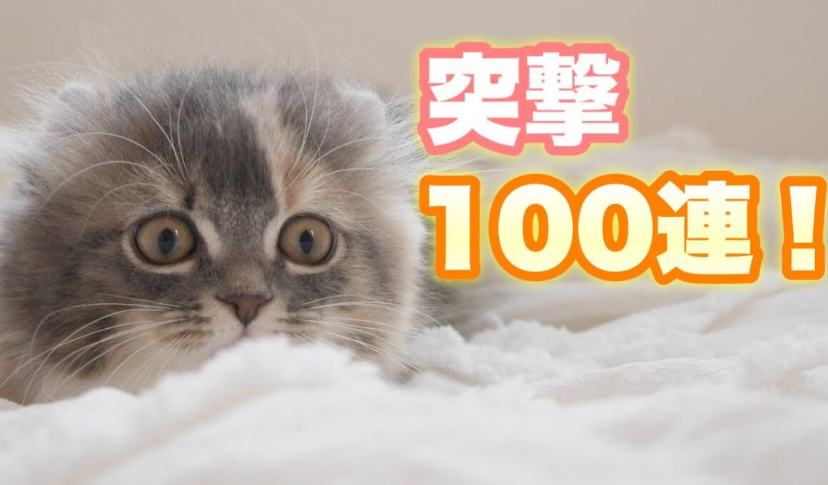 電光石火の子猫・100連！【アメリカンカール】Cat butt wiggle
