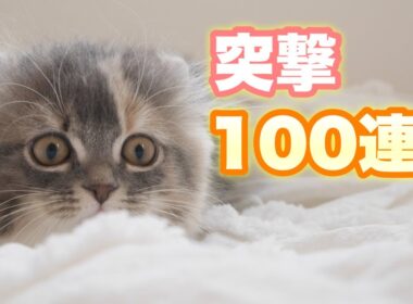 電光石火の子猫・100連！【アメリカンカール】Cat butt wiggle