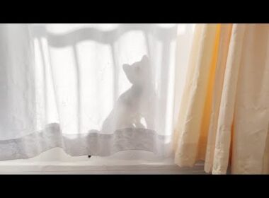 隠れているつもりの子猫