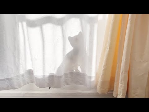 隠れているつもりの子猫
