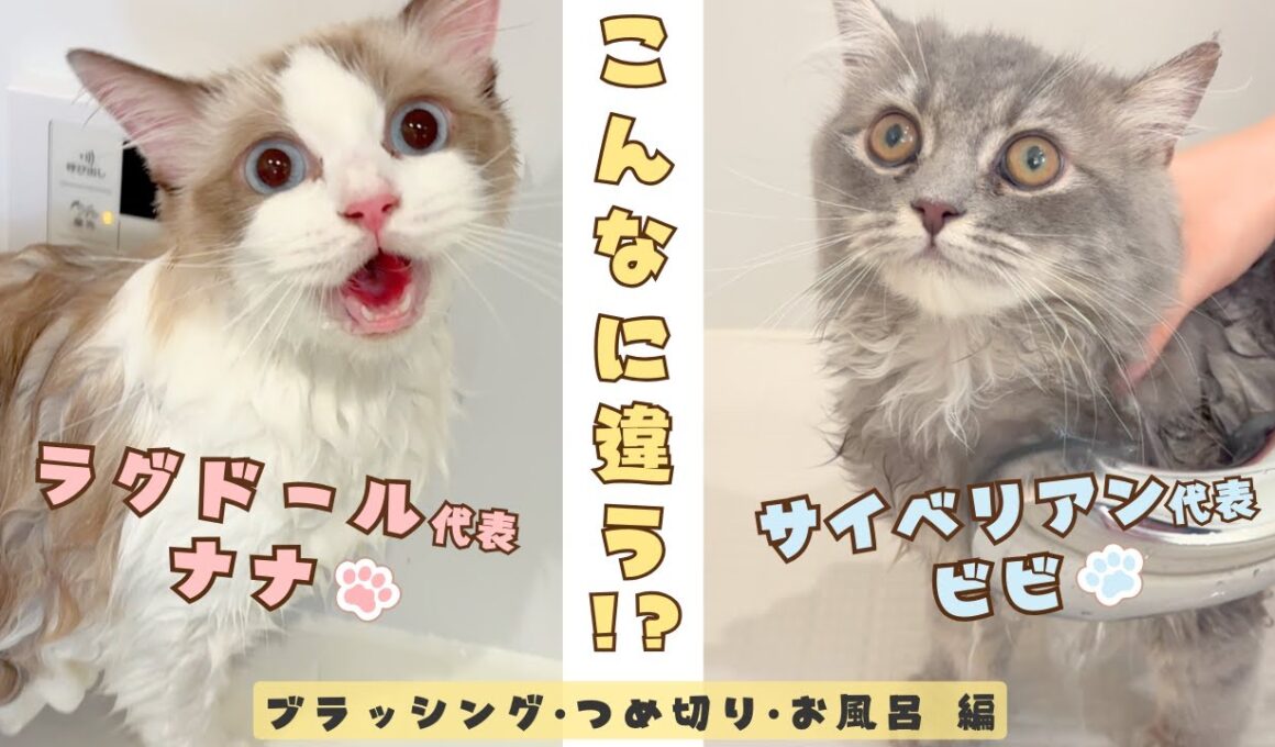 【リアル猫種比較】ラグドールとサイベリアン！飼ってみて分かる違いがかわいすぎた！ブラッシング・つめ切り・お風呂編｜あたち日記#40