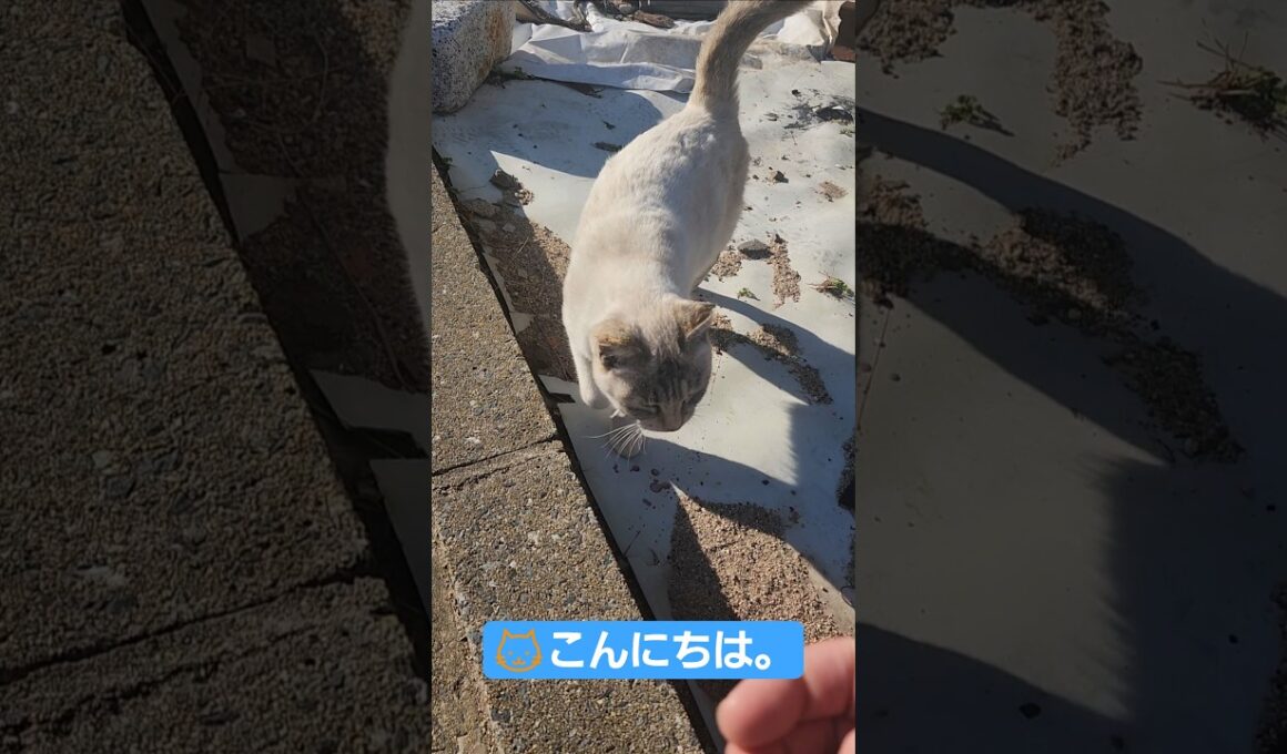 フレンドリーなシャム猫(Friendly Syamu cat)#cat #猫 #cute #姫島 #癒し