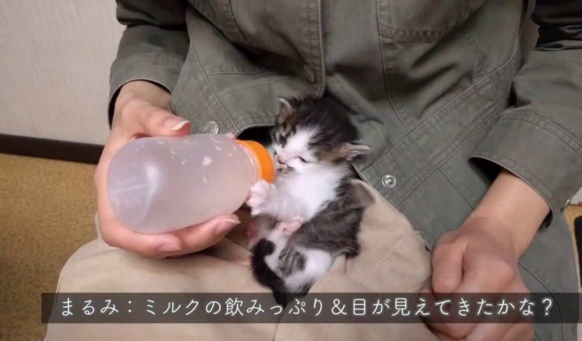 日本猫Mix：まるみ ミルクの飲みっぷり＆目が見えてきたかな？