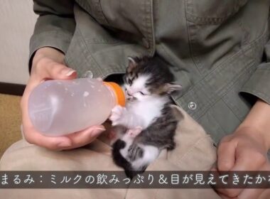 日本猫Mix：まるみ ミルクの飲みっぷり＆目が見えてきたかな？