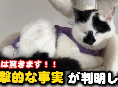 子猫について嬉しいお知らせと衝撃の真実が明らかに
