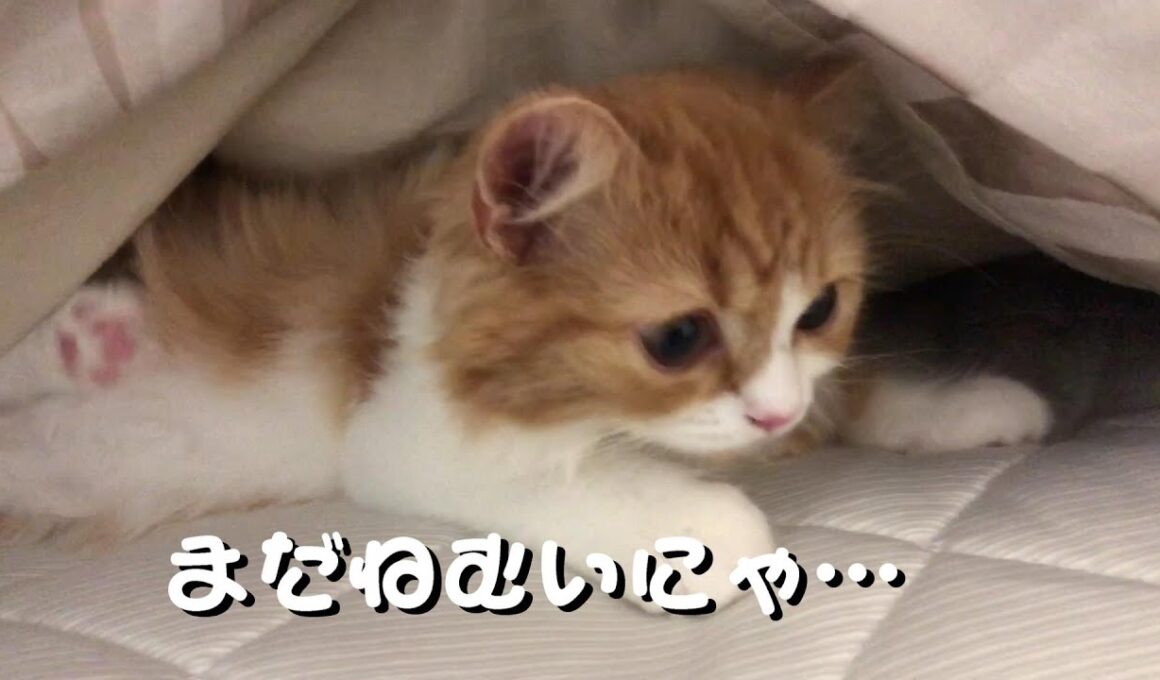 生後3ヶ月の子猫ののどかな1日【スコティッシュフォールド】
