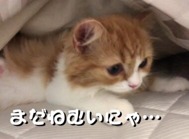 生後3ヶ月の子猫ののどかな1日【スコティッシュフォールド】