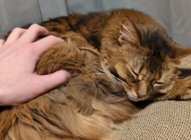 【1456日目】ねむねむ #ソマリ #cat