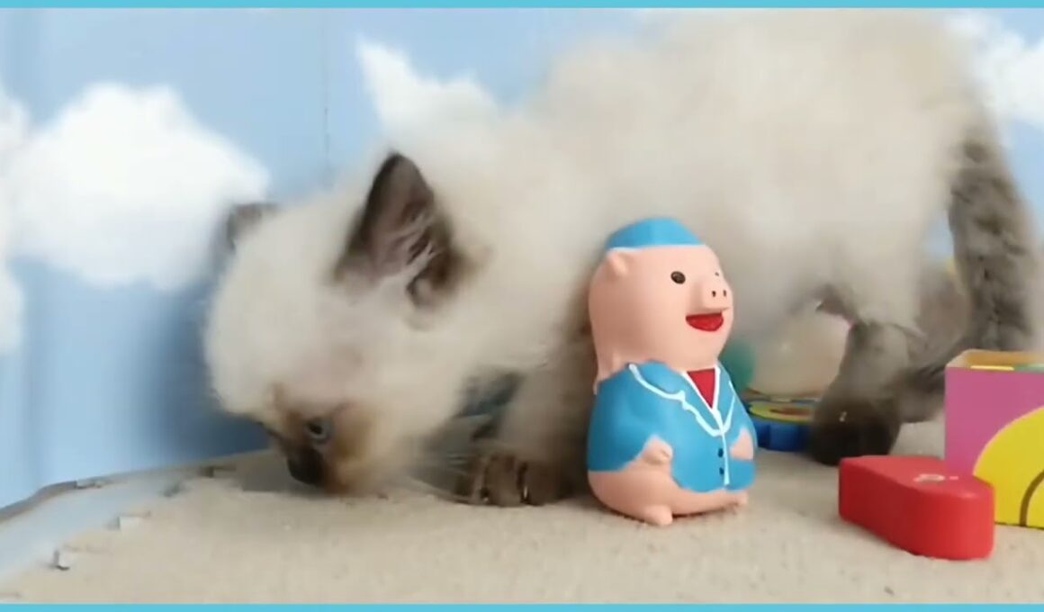 744709 ヒマラヤン