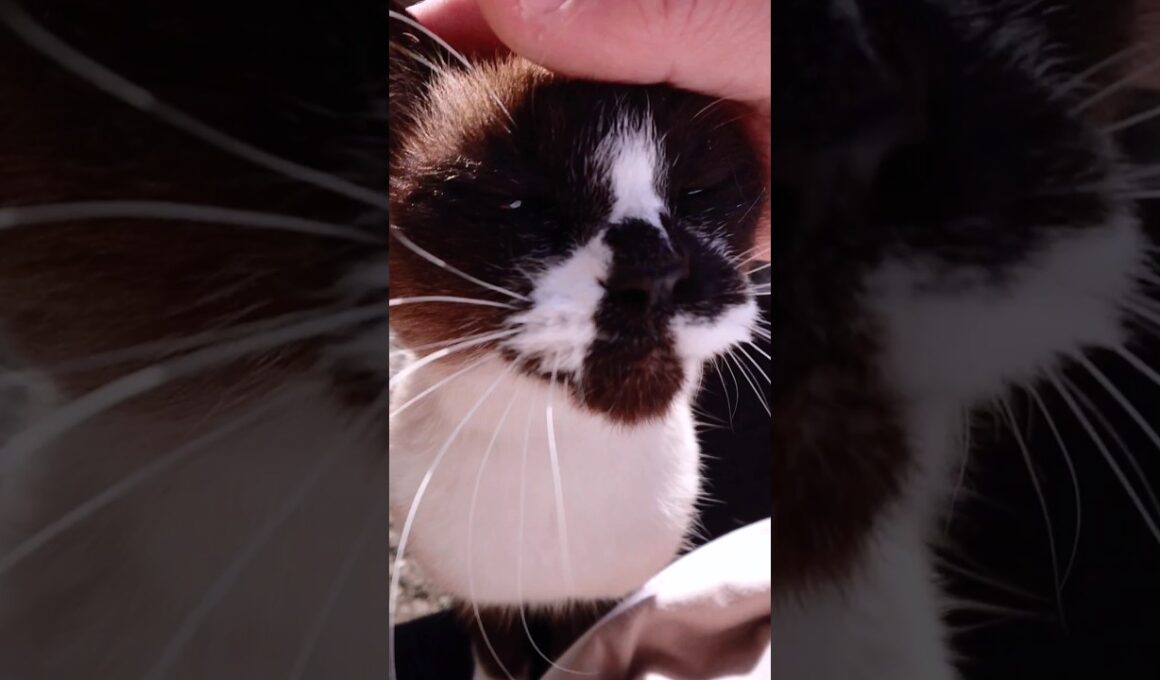 シャム猫さんの日向ぼっこ動画🐾#猫 #ねこ #cat #Shorts