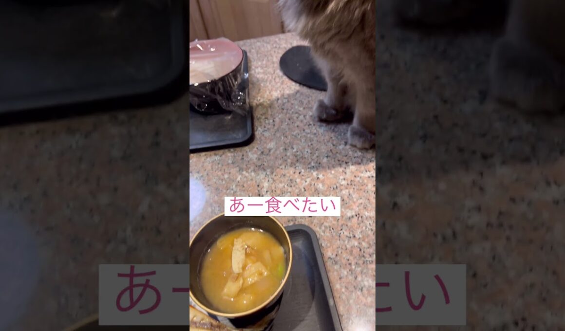 お魚天国 #アメリカンカール  #ねこ動画 #shortsvideos