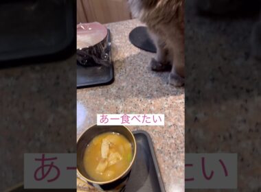 お魚天国 #アメリカンカール  #ねこ動画 #shortsvideos