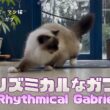 バーマン猫ガブ【リズミカルなガブ】Rhythmical Gabriel（バーマン猫）Birman/Cat