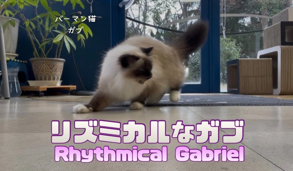 バーマン猫ガブ【リズミカルなガブ】Rhythmical Gabriel（バーマン猫）Birman/Cat