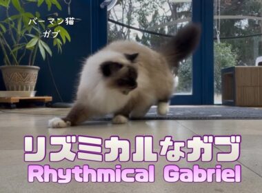 バーマン猫ガブ【リズミカルなガブ】Rhythmical Gabriel（バーマン猫）Birman/Cat