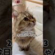 2026/01/13今日のかしちゃん #猫 #ペルシャ #カシス #cat #猫のいる暮らし