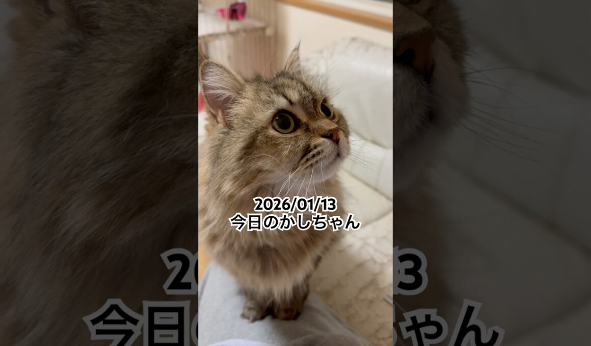 2026/01/13今日のかしちゃん #猫 #ペルシャ #カシス #cat #猫のいる暮らし